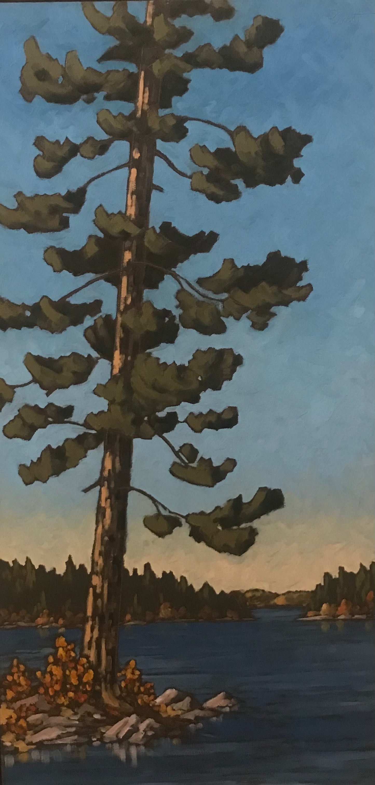 "Old Pine, Long Bay, Lake of the Woods" (2024)